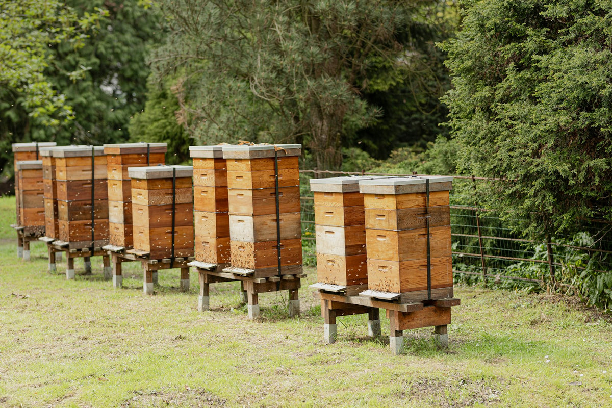 beehives