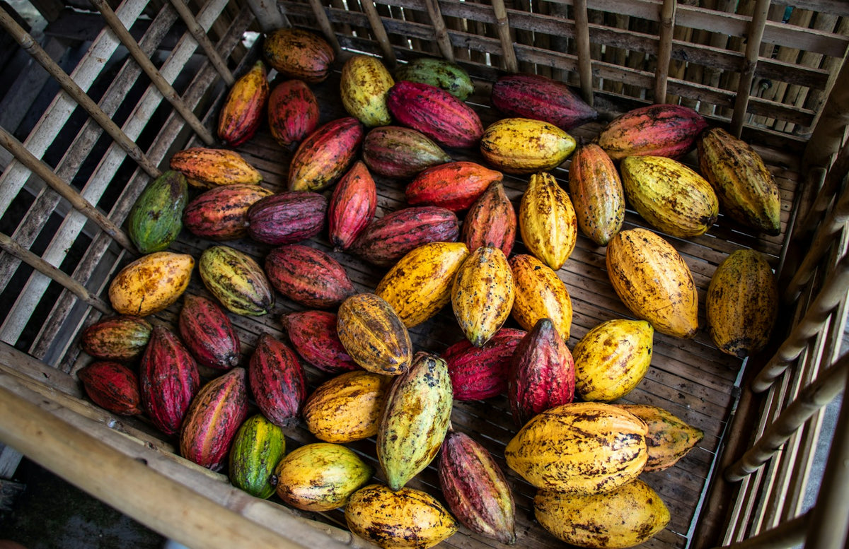 cacao harvest