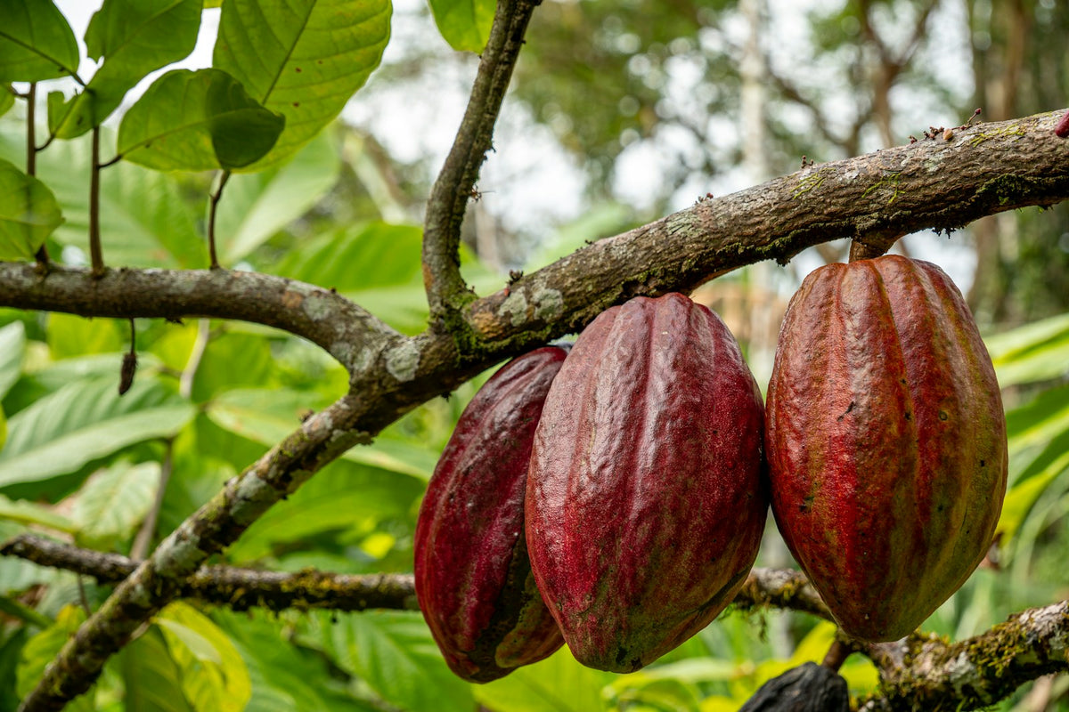cacao tree