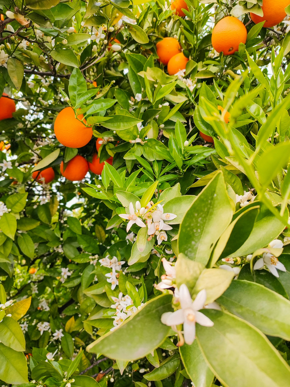 citrus blossom