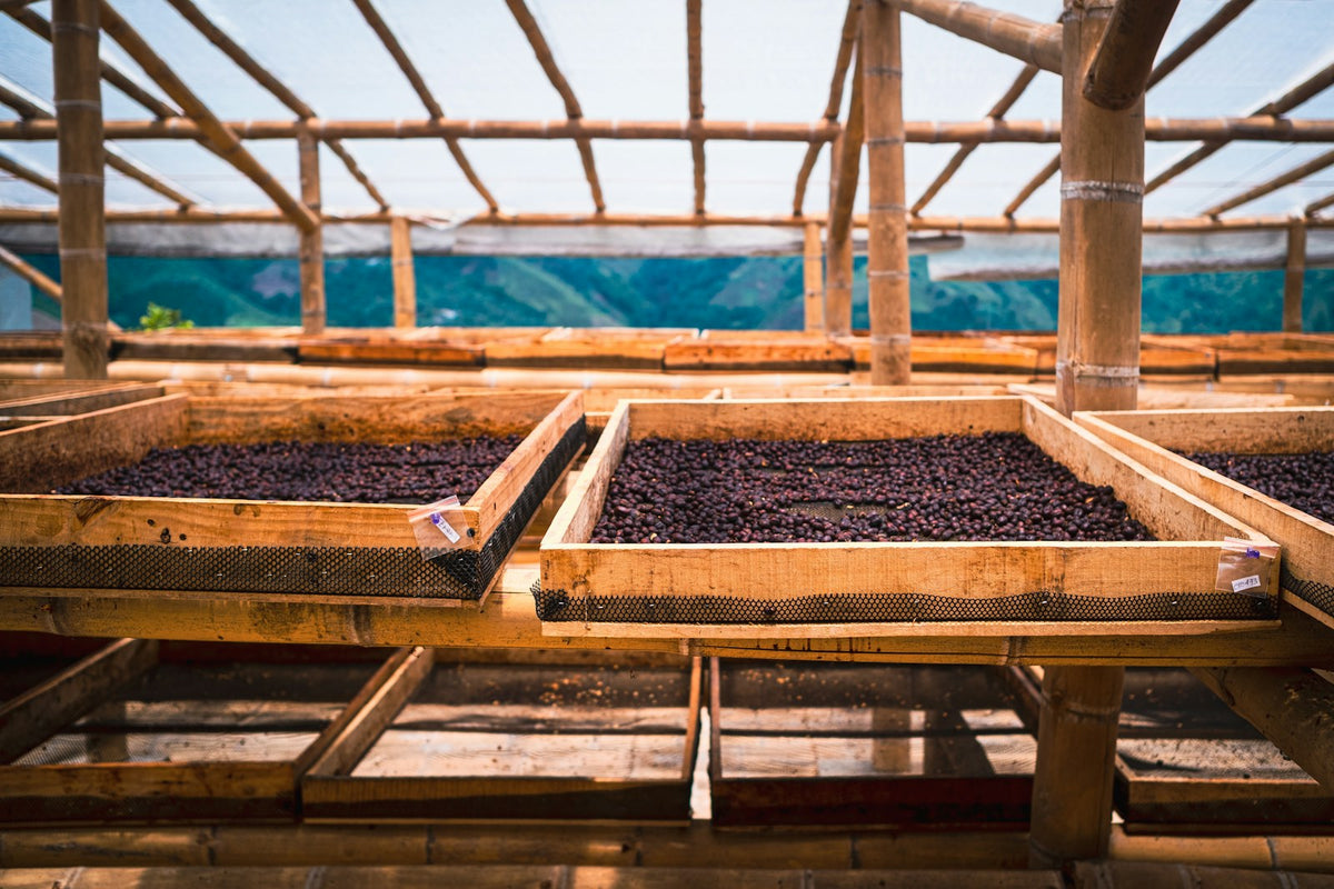 coffee drying