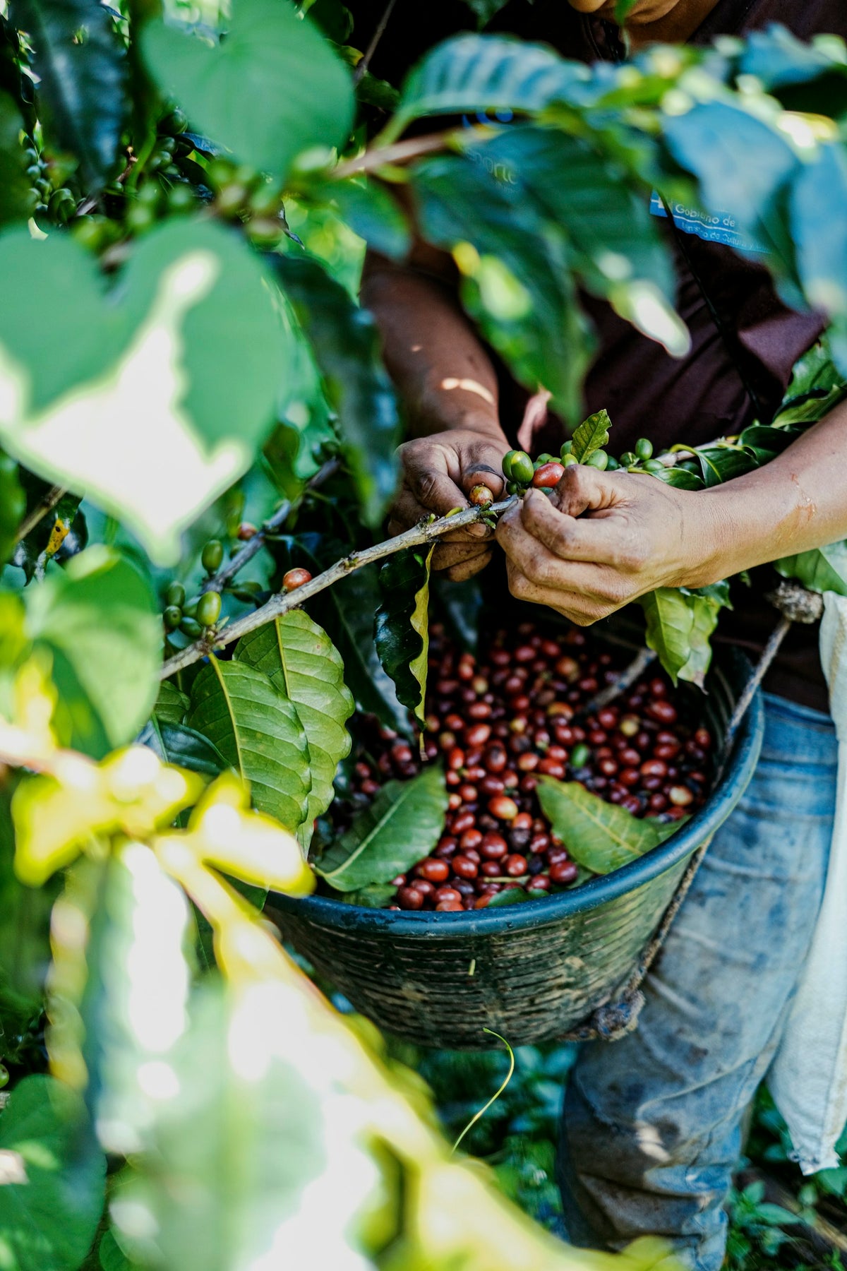 coffee picking