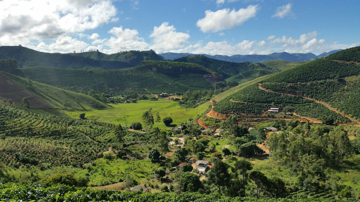 coffee valley