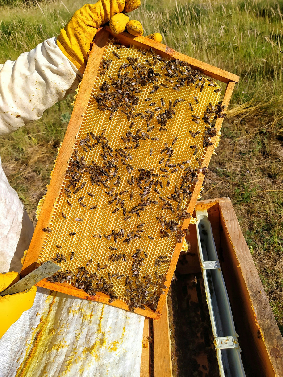 honey frame
