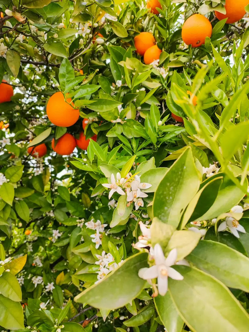 Oxapampa, Pasco